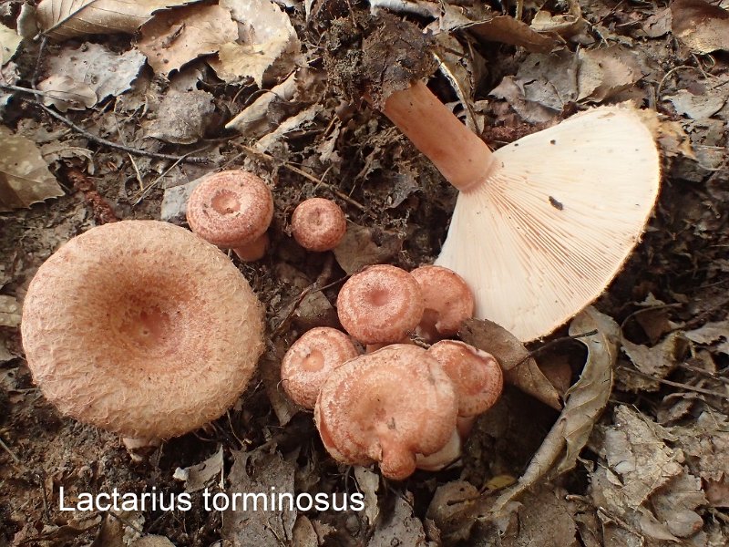 Lactarius torminosus-amf1081-1.JPG - Lactarius torminosus ; Syn: Lactifluus torminosus ; Nom français: Lactaire à toison